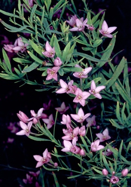 APII jpeg image of Boronia denticulata  © contact APII