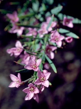 APII jpeg image of Boronia denticulata  © contact APII