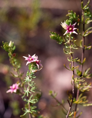 APII jpeg image of Boronia lanuginosa  © contact APII