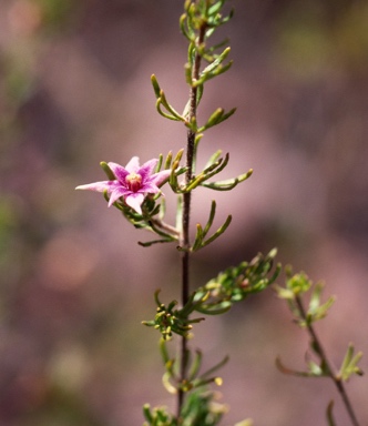 APII jpeg image of Boronia lanuginosa  © contact APII