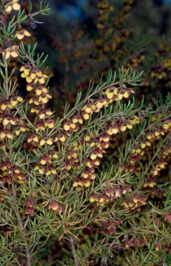 APII jpeg image of Boronia megastigma  © contact APII