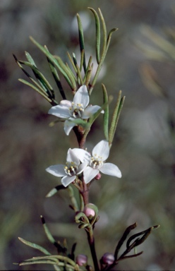 APII jpeg image of Boronia gunnii  © contact APII