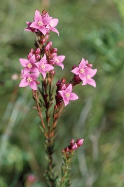 APII jpeg image of Boronia salicifolia  © contact APII