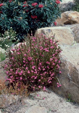 APII jpeg image of Boronia serrulata  © contact APII