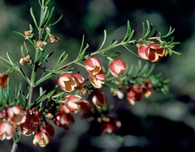 APII jpeg image of Boronia megastigma 'Harlequin'  © contact APII