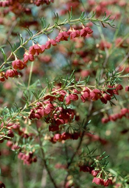 APII jpeg image of Boronia megastigma 'Jack Maguire's Red'  © contact APII