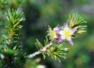 APII jpeg image of Calytrix depressa  © contact APII