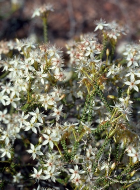 APII jpeg image of Calytrix tetragona  © contact APII