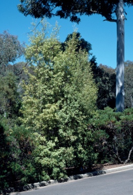 APII jpeg image of Ceratopetalum gummiferum 'Christmas Snow'  © contact APII