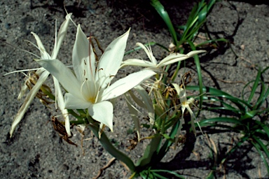 APII jpeg image of Crinum flaccidum  © contact APII