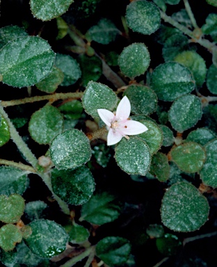 APII jpeg image of Correa alba 'Western Star'  © contact APII