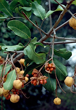 APII jpeg image of Cupaniopsis anacardioides  © contact APII