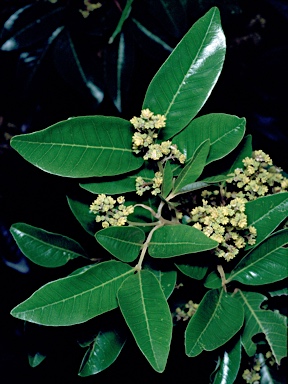 APII jpeg image of Cupaniopsis parvifolia  © contact APII