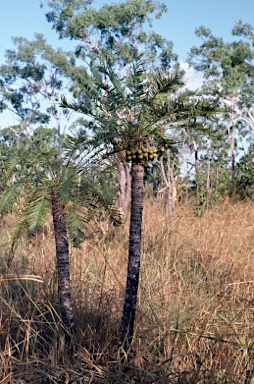 APII jpeg image of Cycas armstrongii  © contact APII