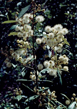 APII jpeg image of Callicoma serratifolia  © contact APII