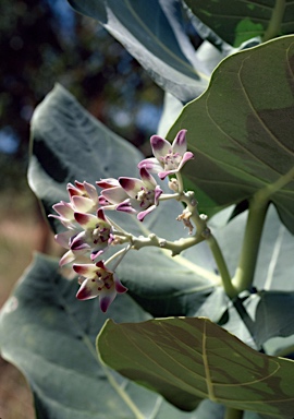 APII jpeg image of Calotropis procera  © contact APII