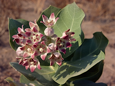 APII jpeg image of Calotropis procera  © contact APII