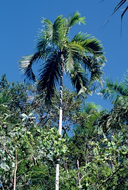 APII jpeg image of Carpentaria acuminata  © contact APII