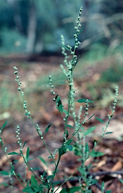 APII jpeg image of Chenopodium album  © contact APII