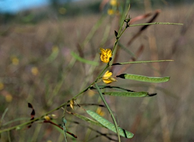 APII jpeg image of Chamaecrista mimosoides  © contact APII