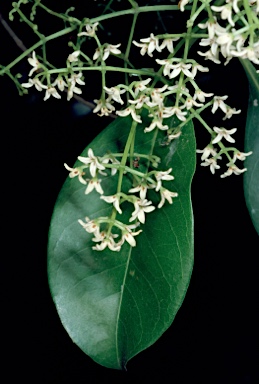 APII jpeg image of Chionanthus ramiflorus  © contact APII