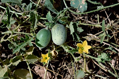 APII jpeg image of Cucumis picrocarpus  © contact APII