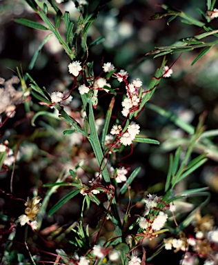 APII jpeg image of Cuscuta epithymum  © contact APII