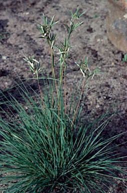 APII jpeg image of Cymbopogon obtectus  © contact APII