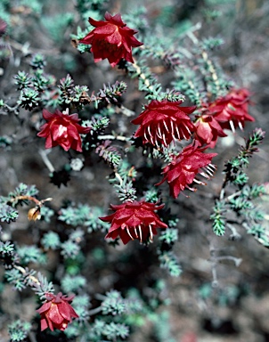 APII jpeg image of Darwinia purpurea  © contact APII