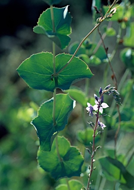 APII jpeg image of Veronica perfoliata  © contact APII