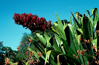 APII jpeg image of Doryanthes palmeri  © contact APII