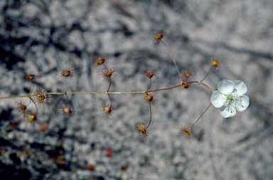 APII jpeg image of Drosera macrantha  © contact APII