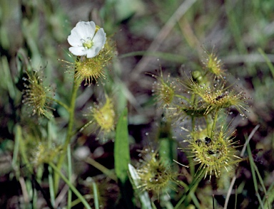 APII jpeg image of Drosera hookeri  © contact APII