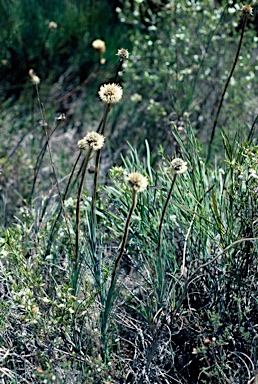 APII jpeg image of Dasypogon obliquifolius  © contact APII