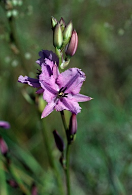 APII jpeg image of Arthropodium fimbriatum  © contact APII