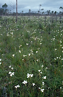 APII jpeg image of Diplarrena moraea  © contact APII