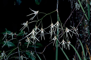 APII jpeg image of Dockrillia teretifolia  © contact APII