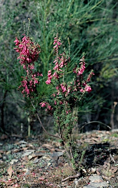 APII jpeg image of Epacris impressa  © contact APII