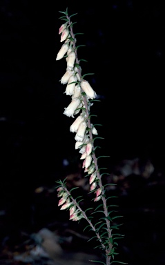 APII jpeg image of Epacris impressa 'Cranbourne Bells'  © contact APII