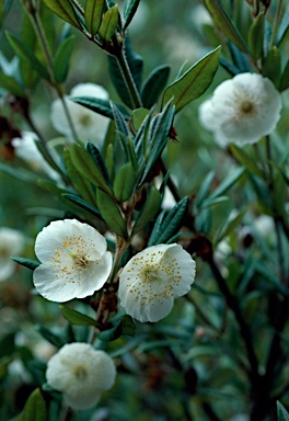 APII jpeg image of Eucryphia wilkiei  © contact APII