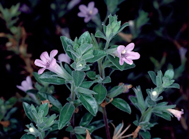 APII jpeg image of Staurogyne leptocaulis subsp. decumbens  © contact APII