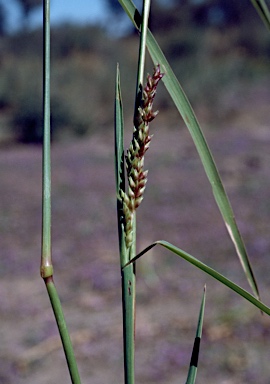 APII jpeg image of Echinochloa turneriana  © contact APII