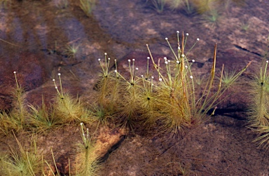 APII jpeg image of Eriocaulon setaceum  © contact APII