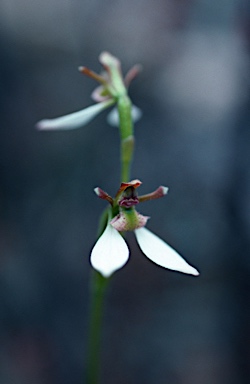 APII jpeg image of Eriochilus cucullatus  © contact APII