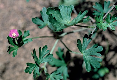 APII jpeg image of Geranium solanderi var. solanderi  © contact APII