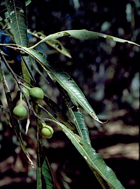 APII jpeg image of Ficus coronulata  © contact APII