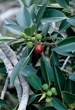 APII jpeg image of Ficus obliqua  © contact APII