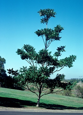 APII jpeg image of Flindersia australis  © contact APII