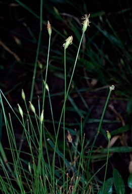 APII jpeg image of Fimbristylis acuminata  © contact APII