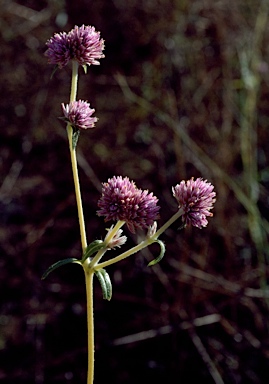 APII jpeg image of Gomphrena flaccida  © contact APII